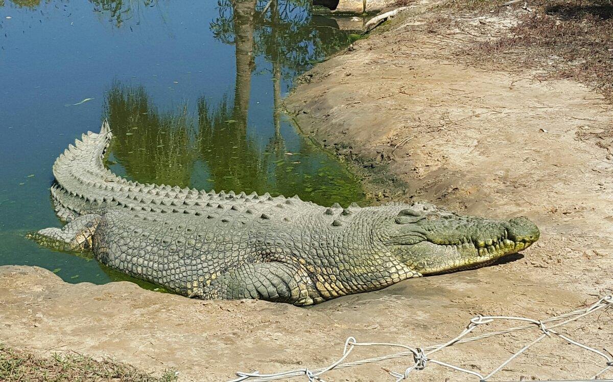 Koorana Crocodile Farm