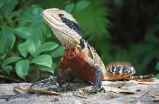 Lane Cove National Park