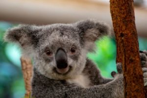 Lone Pine Koala Sanctuary