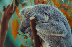 Lone Pine Koala Sanctuary
