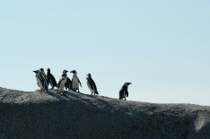 Phillip Island Penguins