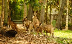 Rockhampton Zoo