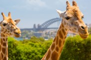 Taronga Zoo