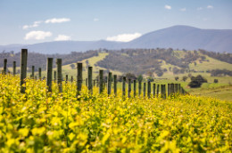 Yarra Valley