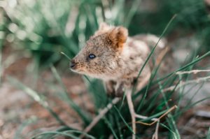 Quokka on Rottnest Island