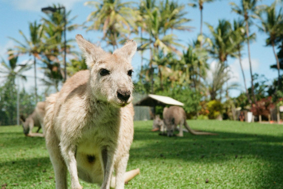 Daydream Island