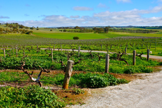 Barossa Valley