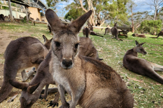 Bonorong Wildlife Sanctuary