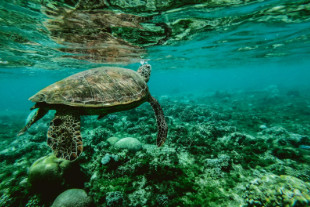 Great Barrier Reef