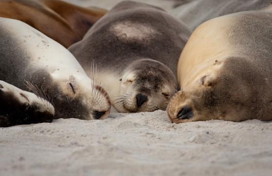 Kangaroo Island