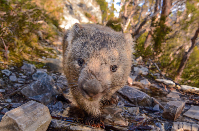 Cradle Mountain