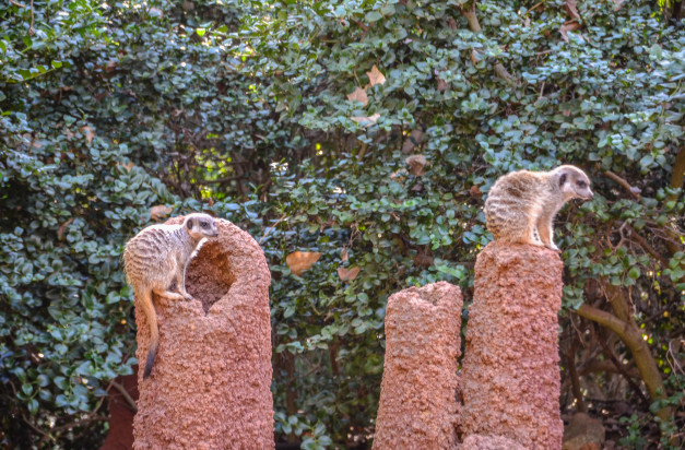 Perth Zoo